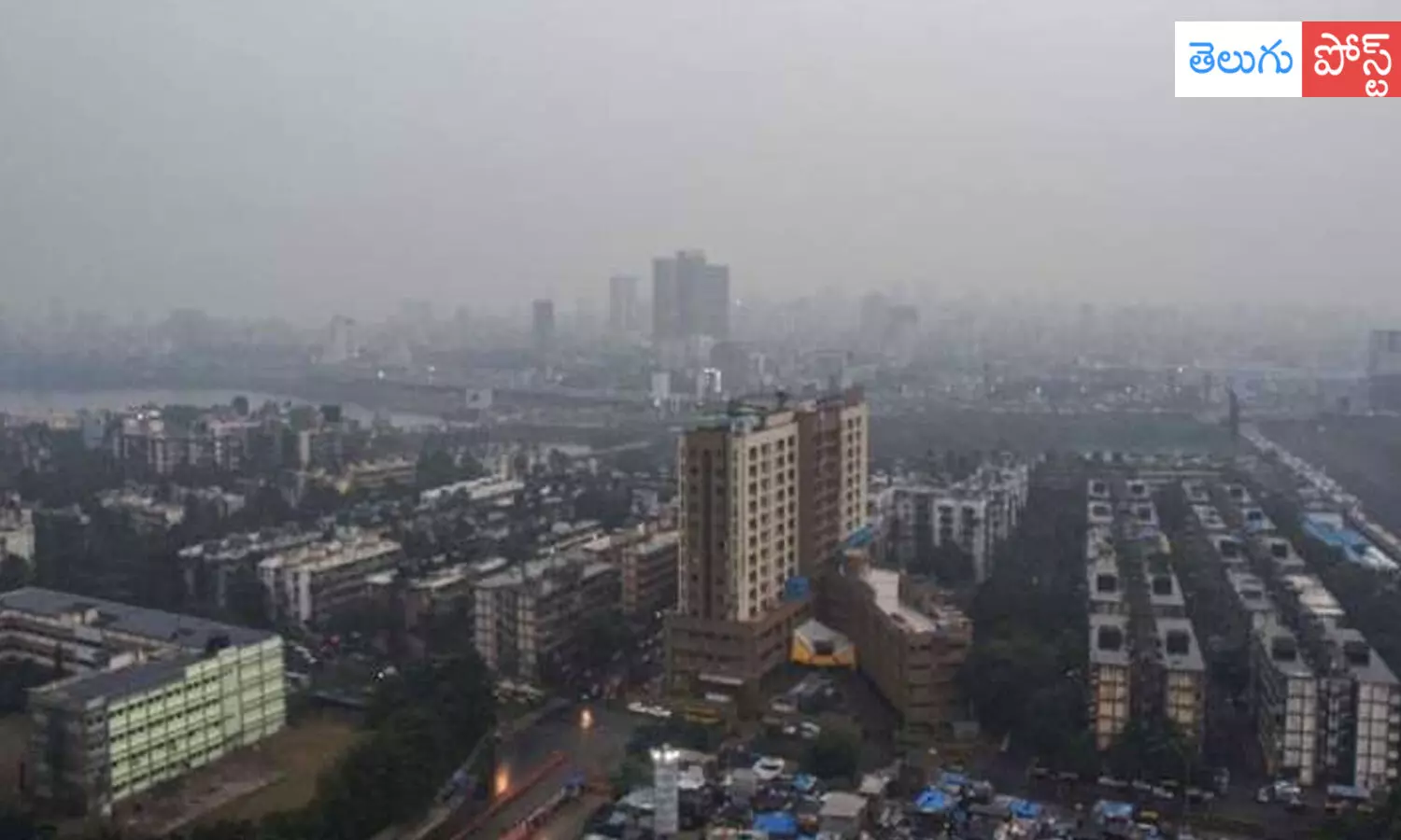 రూ.100 కోట్లు నష్టం తెచ్చిన పిల్లి.. ఇంతకీ ఏం జరిగింది ?