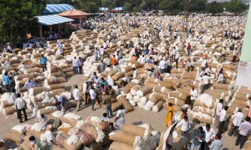 cotton. price,  quintal, enumamula market yard, warangal