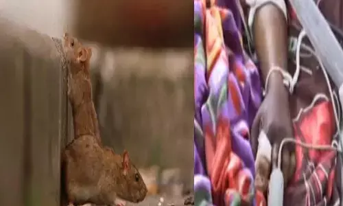 patient srinivas, rat bite, warangal mgm hospital, nims hospital, died, hyderabad