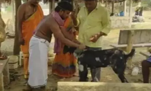 goat, marriage, nuziveedu, krishna district, andhra pradesh