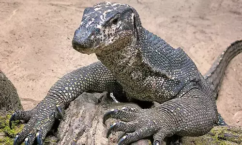 దారుణం.. బల్లిపై నలుగురు అత్యాచారం