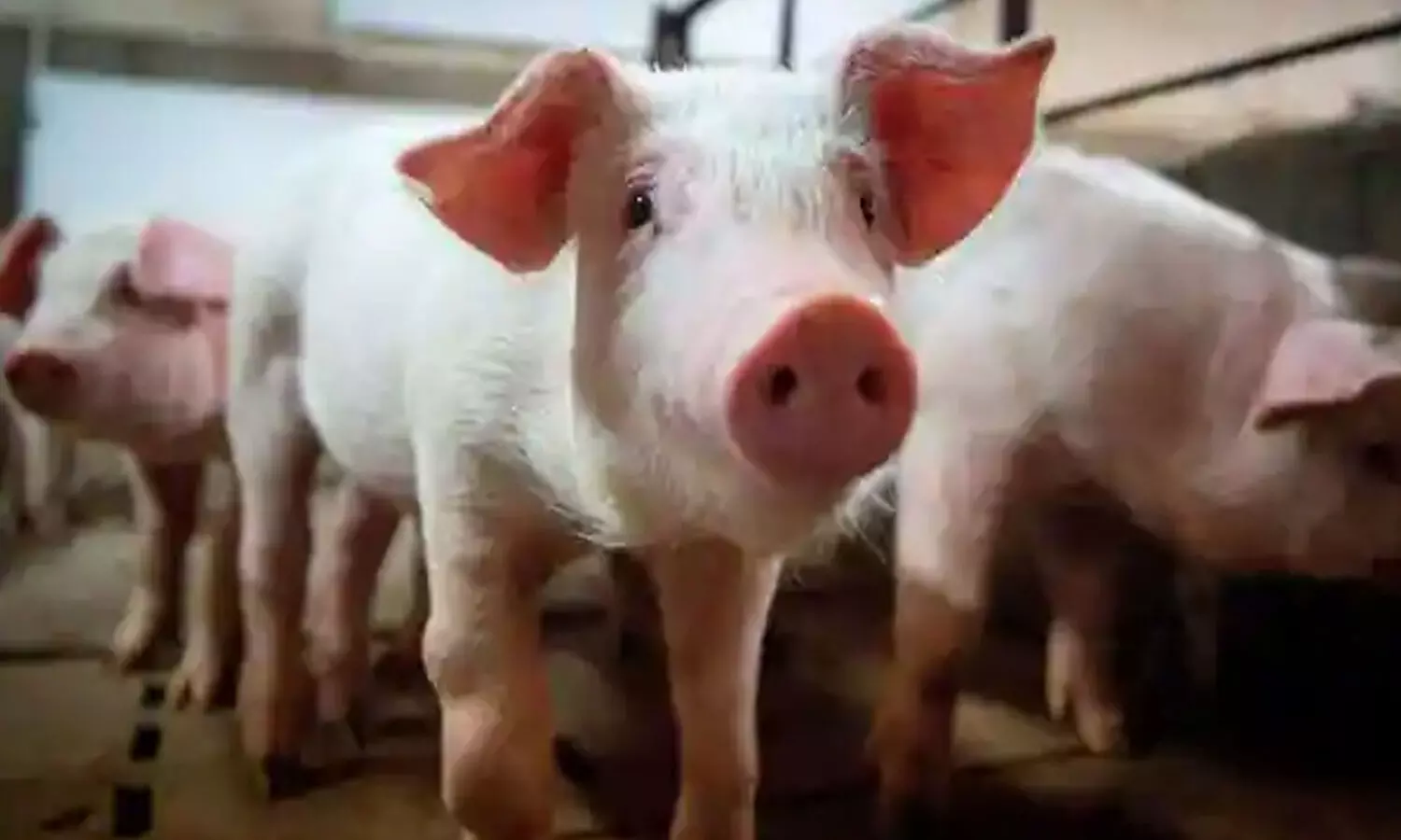 భారతదేశ బోర్డర్ లో ఆఫ్రికన్ స్వైన్ ఫీవర్ టెన్షన్