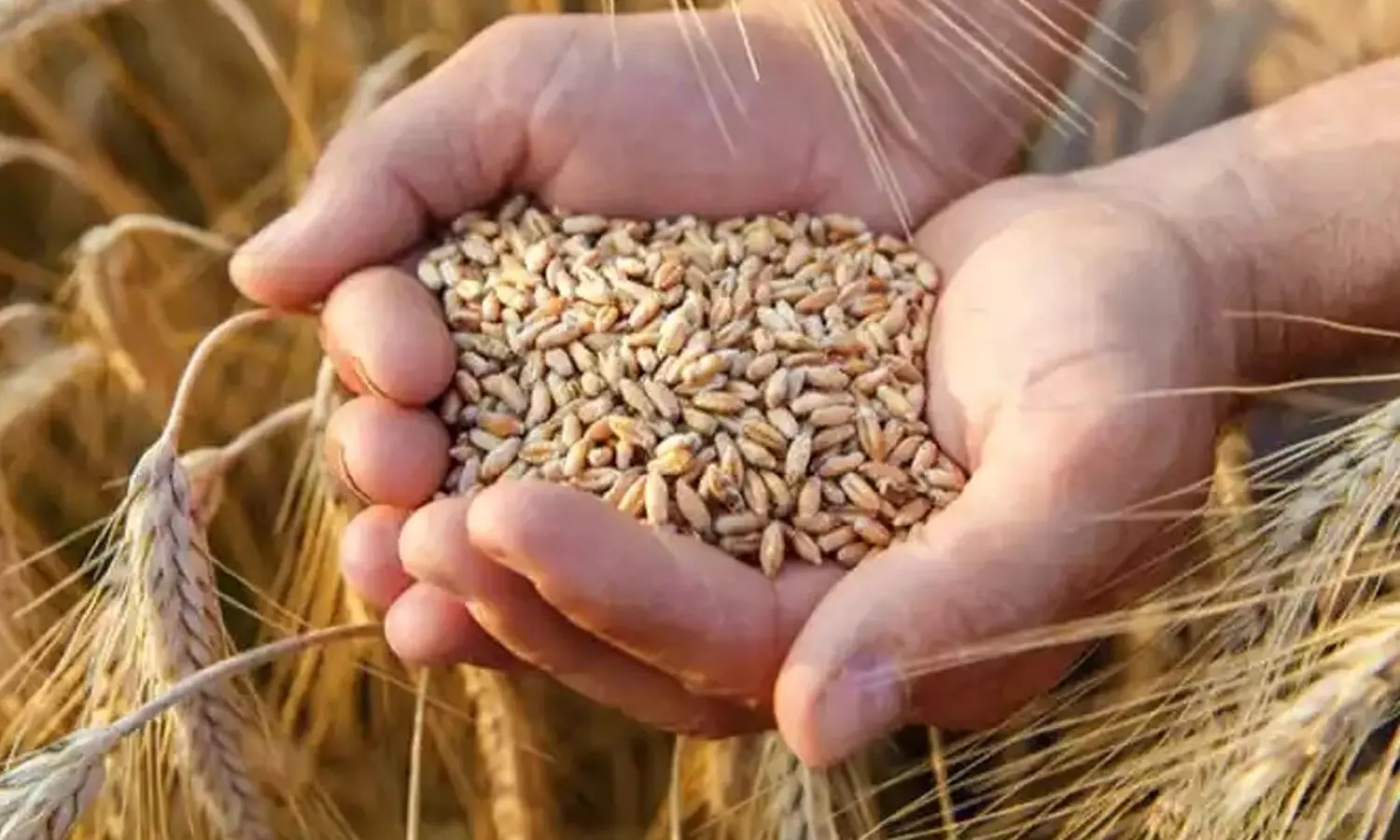 గోధుమ ఎగుమతులను నిషేధించిన భారత్.. కారణాలివి !