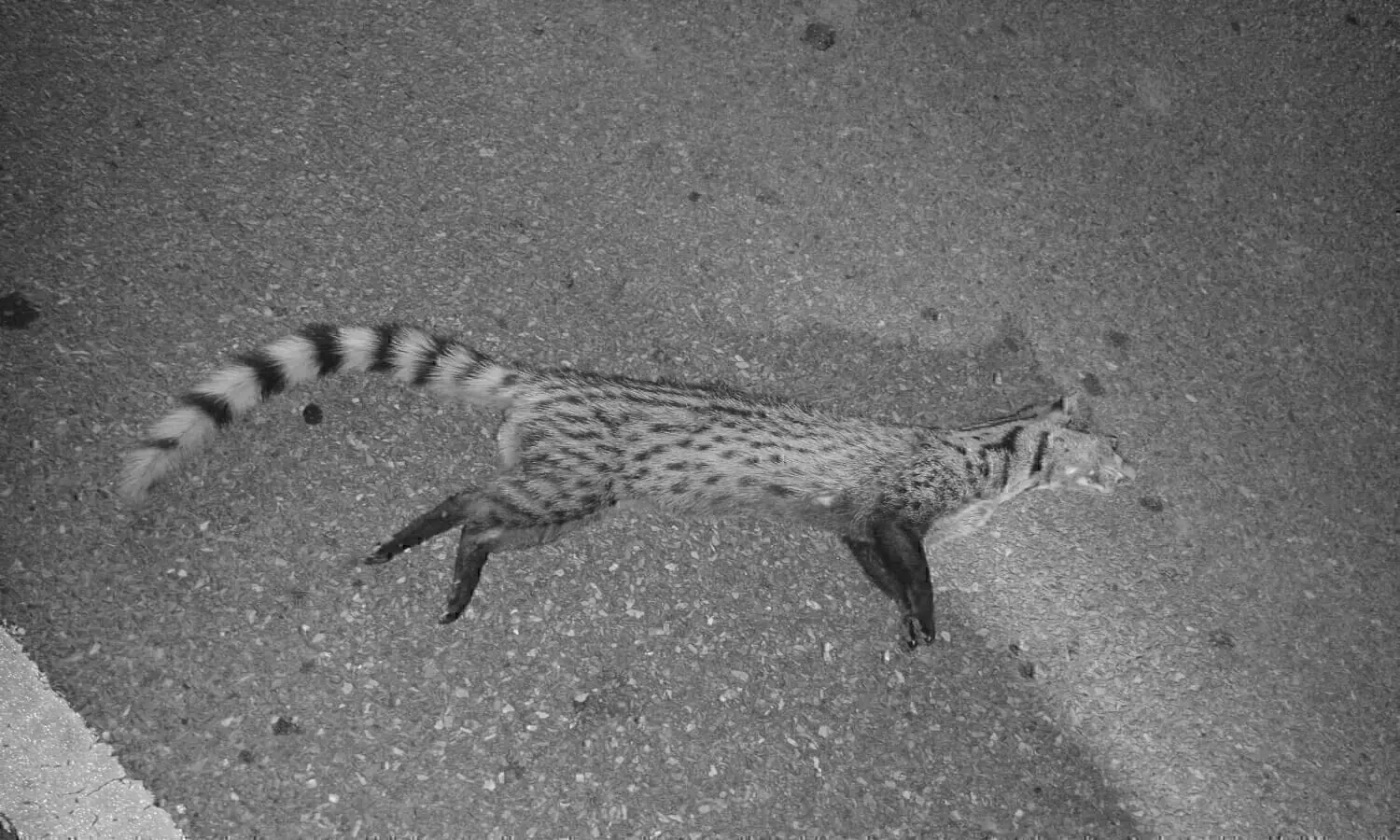 అయ్యో పునుగుపిల్లి.. రోడ్డు ప్రమాదంలో మృతి