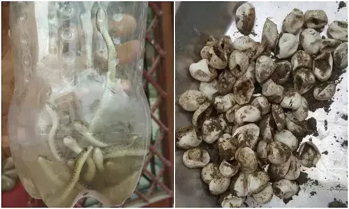 బాత్ రూమ్ కు వెళితే బుస్.. బుస్ అంటూ సౌండ్స్.. తీరా చూస్తే..!