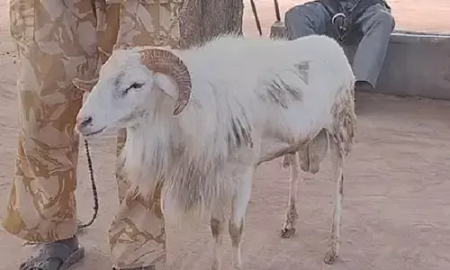 గొర్రెకు మూడేళ్లు జైలు శిక్ష.. ఏమి నేరం చేసిందో తెలుసా ?