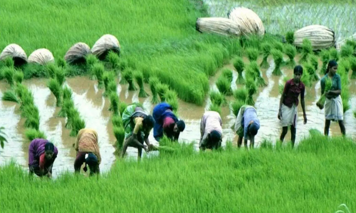 కోనసీమలో క్రాప్ హాలిడే.. 11 ఏళ్ల తర్వాత