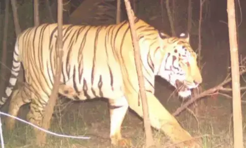 బెంగాల్ టైగర్... దొరికేదెలా?