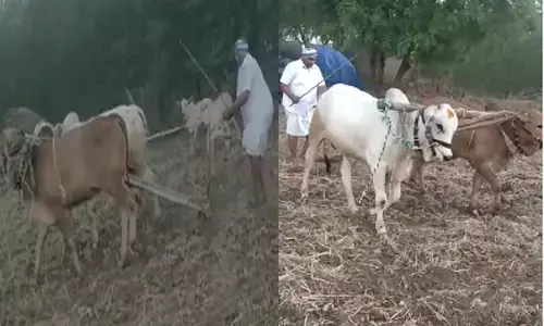 మోదుగుల అరక పట్టి