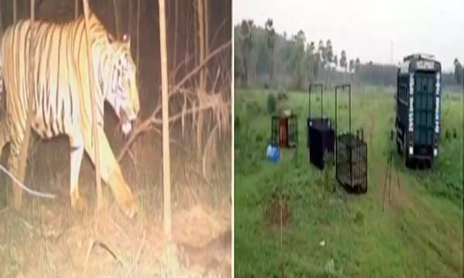 పెద్దపులి దొరికేట్టులేదే?