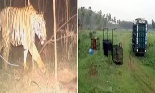 పెద్దపులి దొరికేట్టులేదే?