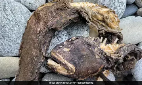 ఒడ్డుకు కొట్టుకొచ్చిన ఆ జీవిని చూసి అందరూ షాక్..!