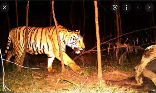 అదిగో.. పులి.. రూటు మార్చింది