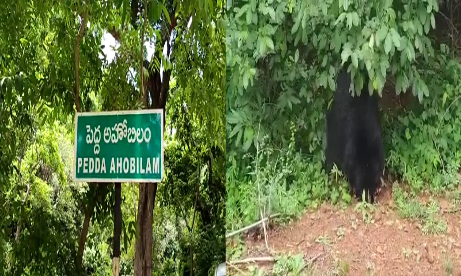 రహదారిపై ఎలుగుబంటి