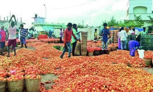 ఒక్కసారిగా పడిపోయిన టమాటా ధర