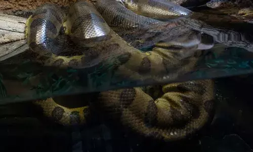 అనకొండ అటాక్: నీటిలో నుండి బయటకు వచ్చి ఒక్కసారిగా దాడి..!