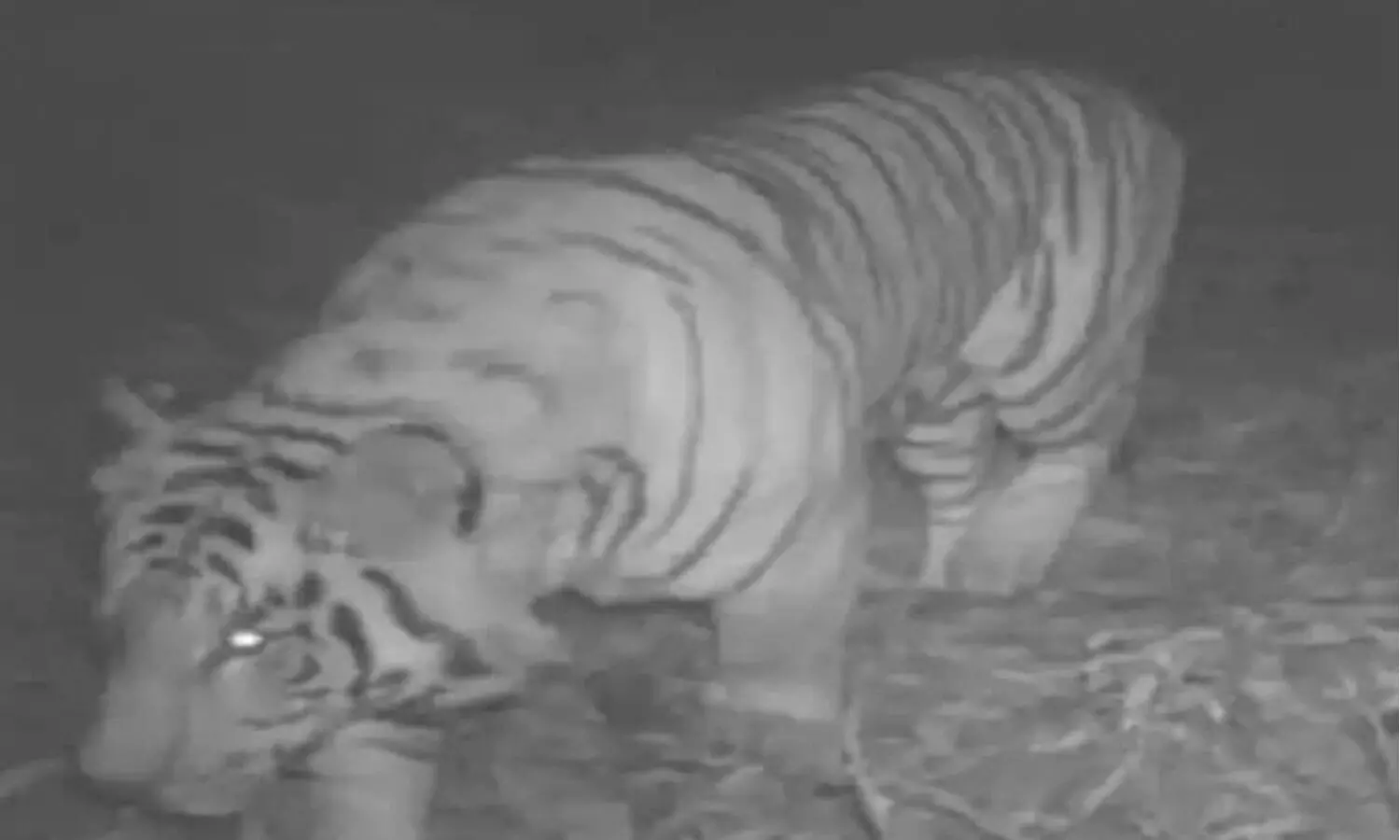 అనకాపల్లి జిల్లాలో బెంగాల్ టైగర్