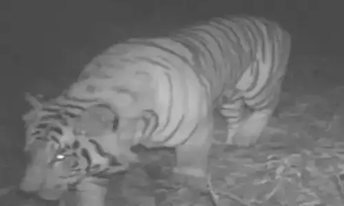 అనకాపల్లి జిల్లాలో బెంగాల్ టైగర్