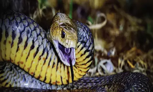 ఫ్రెండ్ ను చంపి.. నేరం పాముపై వేయాలని ప్రయత్నించాడు