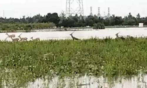 deer, flood, godavari
