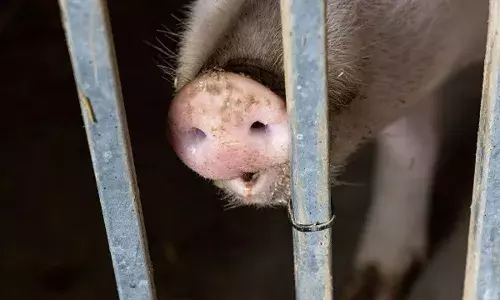 మరోసారి ఆ వైరస్ అక్కడకు వచ్చేసింది.. జంతువులను చంపేస్తోంది