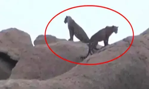 కర్నూలు జిల్లాలో చిరుత కలకలం