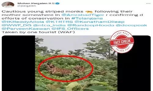 నిజ నిర్ధారణ - పులి పిల్లలు తమ తల్లిని అనుసరిస్తూ నడుస్తున్న వీడియో అమ్రాబాద్ టైగర్ రిజర్వ్ లో తీసింది కాదు