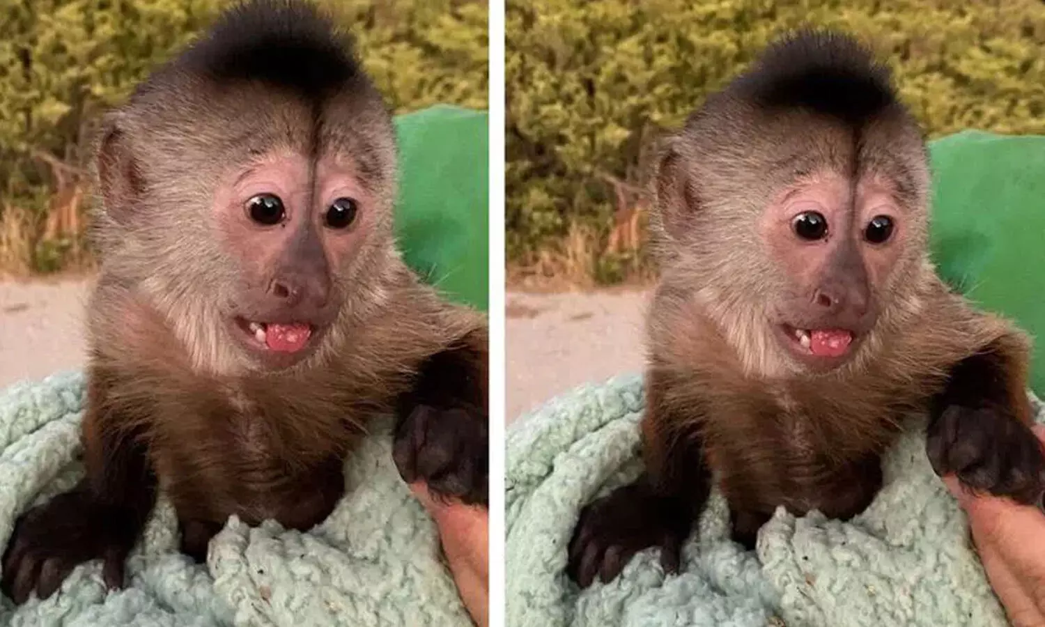 పోలీసులను కంగారు పెట్టిన కోతిపిల్ల.. ఇంతకీ ఏం చేసిందో చూడండి