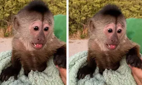 పోలీసులను కంగారు పెట్టిన కోతిపిల్ల.. ఇంతకీ ఏం చేసిందో చూడండి