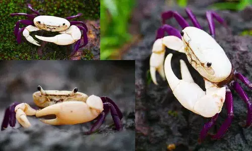 కర్ణాటకలో కొత్తజాతికి చెందిన పీత గుర్తింపు..75వ పీత జాతిగా గుర్తింపు