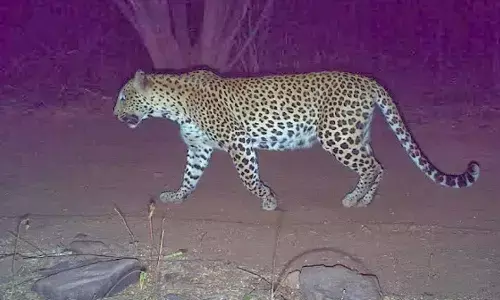 leopard,  toll gate, srisailam