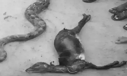 మేకను మింగిన కొండచిలువ..కక్కలేక.. మింగలేక ఉంటే..