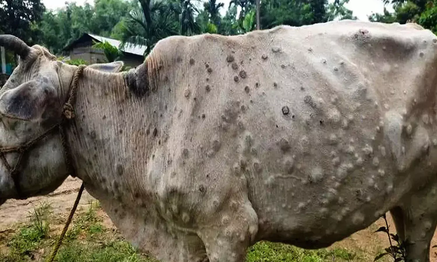 పెరుగుతున్న లంపీ వైరస్ కేసులు.. పాల సరఫరాపై ప్రభావం ? పెరుగుతున్న లంపీ వైరస్ కేసులు.. పాల సరఫరాపై ప్రభావం ?