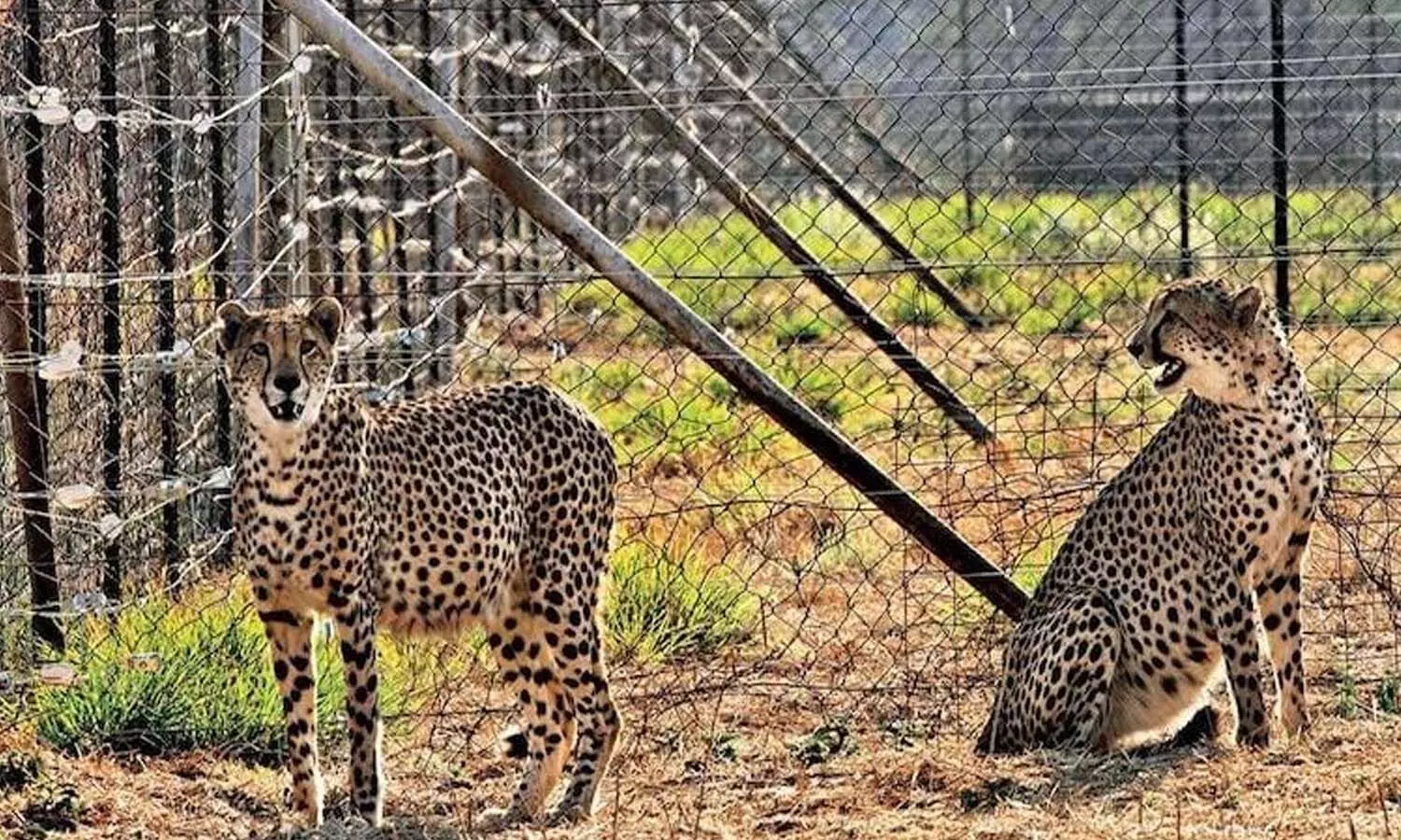 నేడు నేషనల్ పార్క్ లోకి చీతాలు