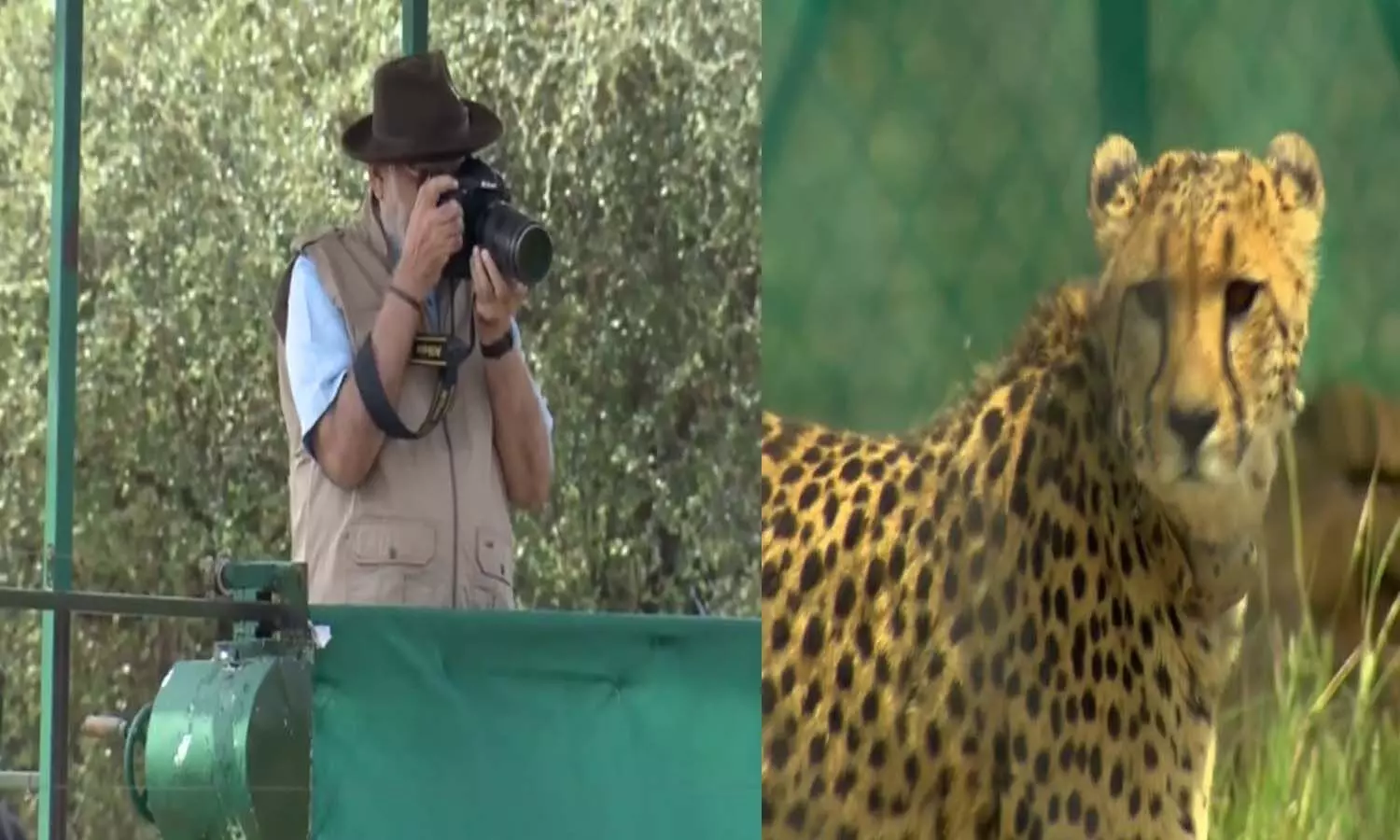 చీతాలను పార్క్ లో వదిలిన మోదీ చీతాలను పార్క్ లో వదిలిన మోదీ