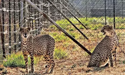నేడు నేషనల్ పార్క్ లోకి చీతాలు