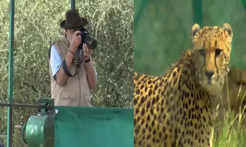 చీతాలను పార్క్ లో వదిలిన మోదీ