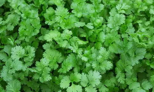 షాకింగ్ : భారీగా పెరిగిన కొత్తిమీర ధర.. కిలో రూ.400