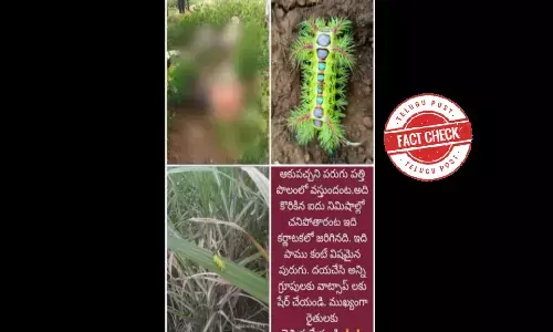 Fact Check: Images of men dead due to caterpillars sting are MISLEADING