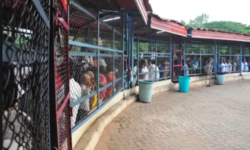 rush, divotees, tirumala