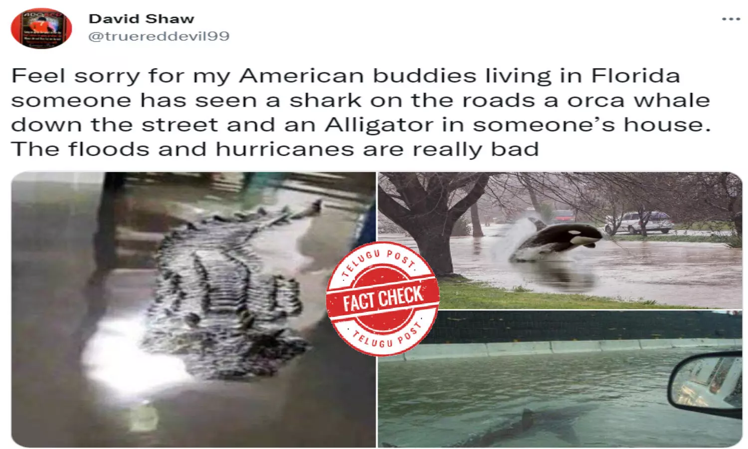 Fact Check: Image of orca in flooded streets of Florida was MORPHED