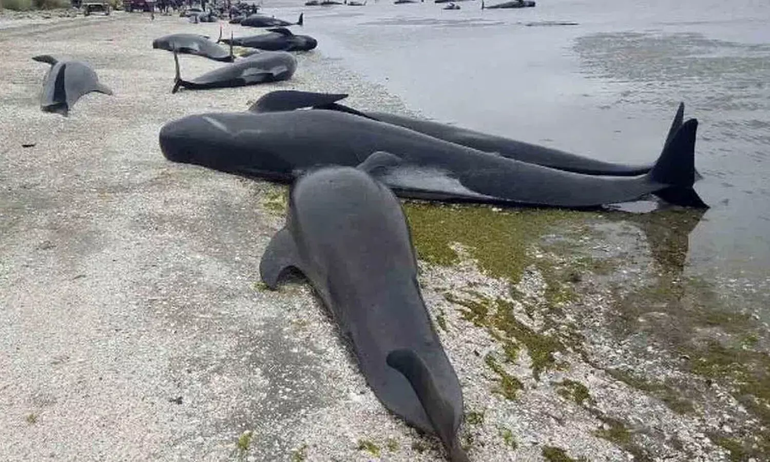 500 pilot whales dies, chatham island 500 pilot whales dies, chatham island