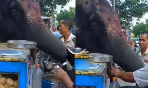 elephant eats panipoori