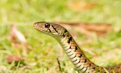 కేంద్ర హోంమంత్రి అమిత్ షా నివాసంలో పాము