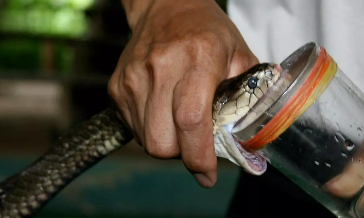 snake poison smuggling, west bengal