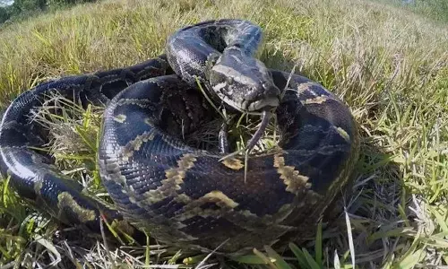 python, woman, indonesia