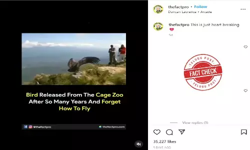 Fact Check: Claim of a giant bird forgetting to fly after being caged is misleading.