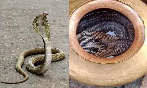 ఇత్తడి బిందెలో నాగుపాము.. అందరూ హడల్