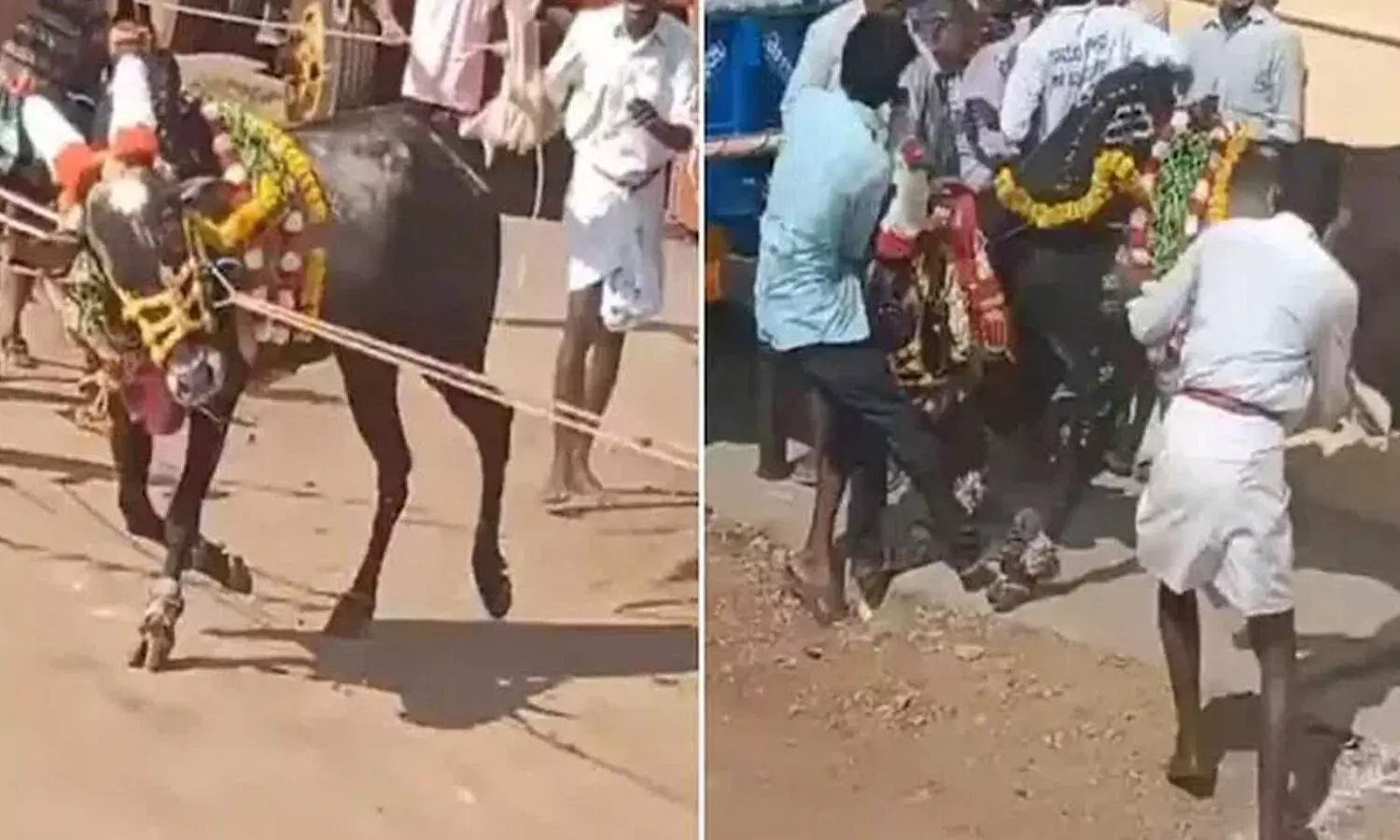 sivamogga bulls race, karnataka