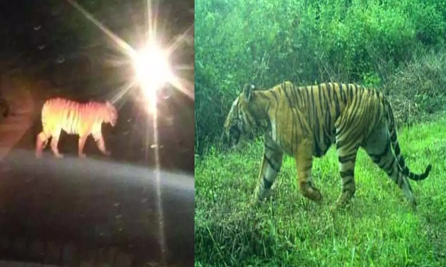 అమ్మో పులి.. రెండు తెలుగు రాష్ట్రాల్లో అమ్మో పులి.. రెండు తెలుగు రాష్ట్రాల్లో